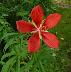 モミジアオイ モミジアオイ